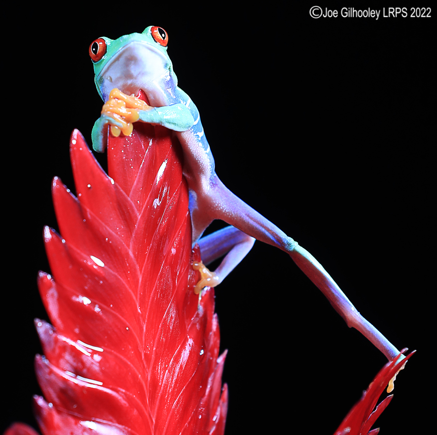 Red Eyed Frog