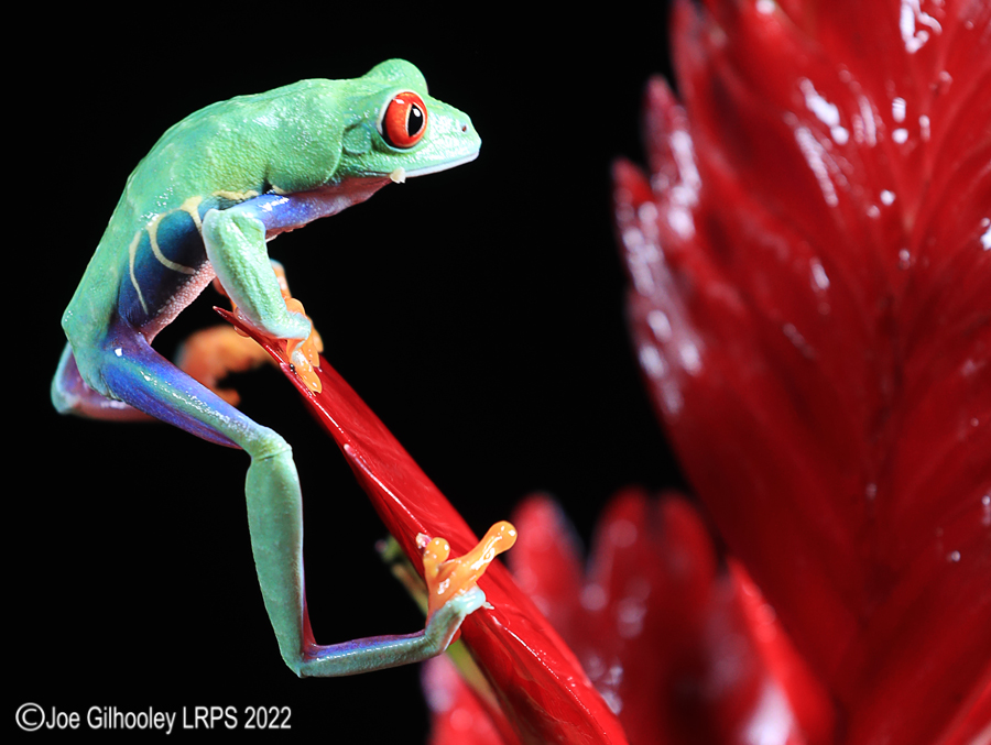 Red Eyed Frog