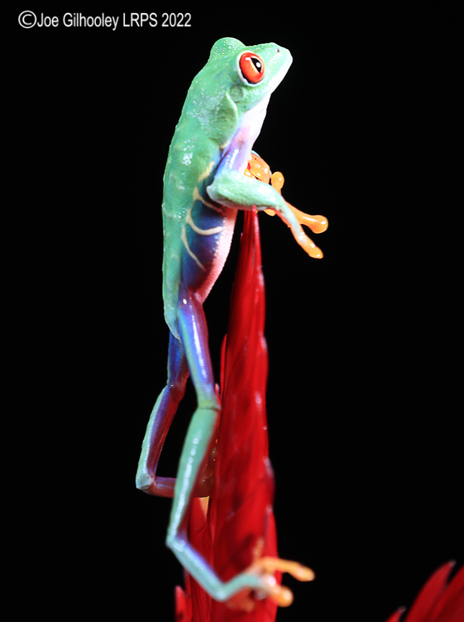 Red Eyed Frog