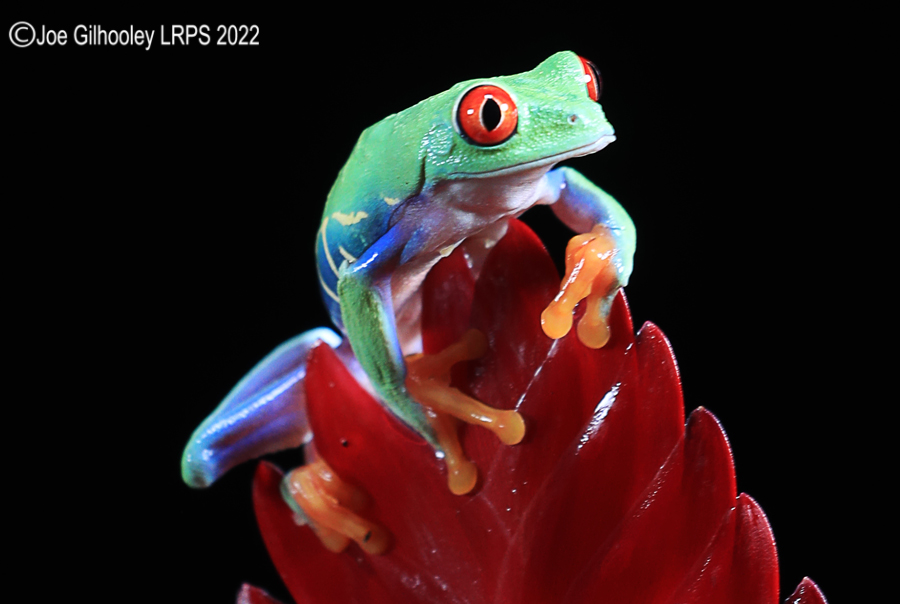 Red Eyed Frog