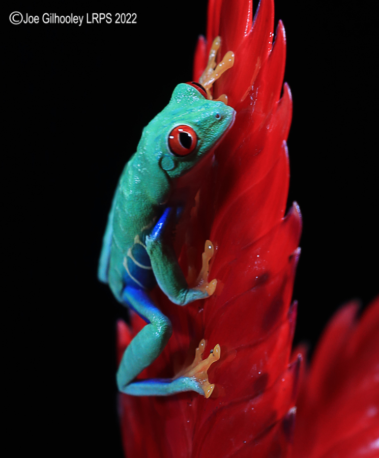 Red Eyed Frog