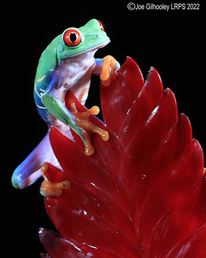 Red Eyed Frog