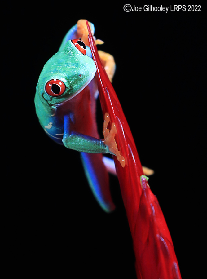 Red Eyed Frog