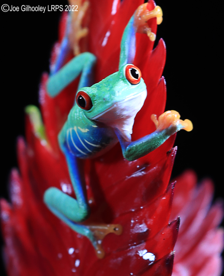 Red Eyed Frog