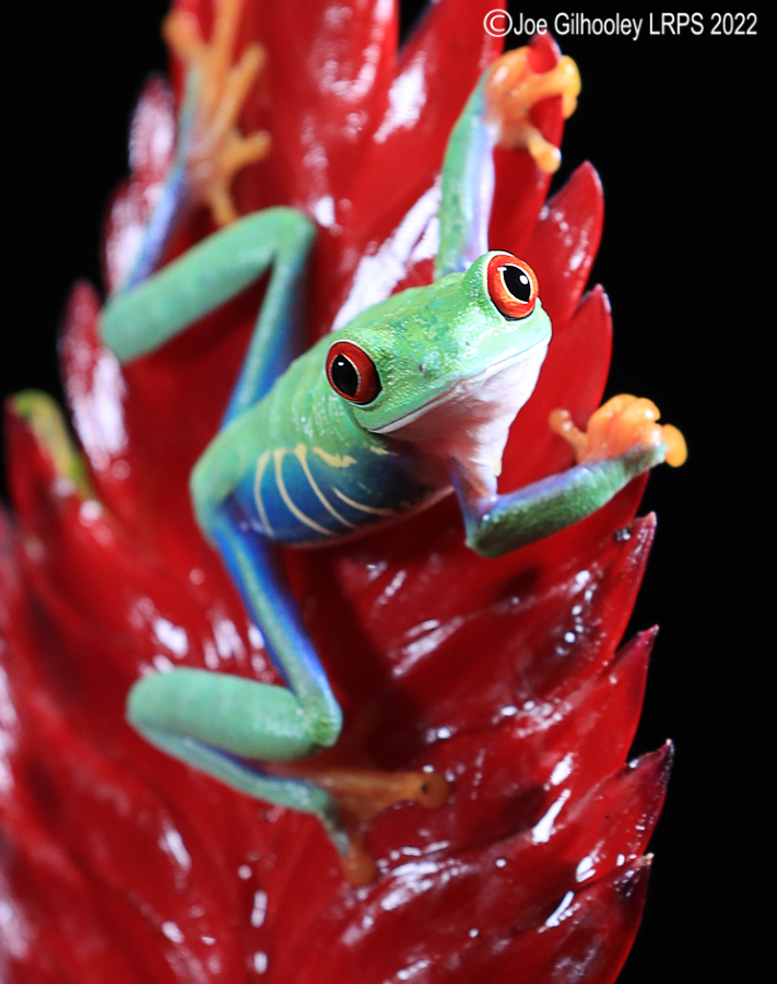 Red Eyed Frog