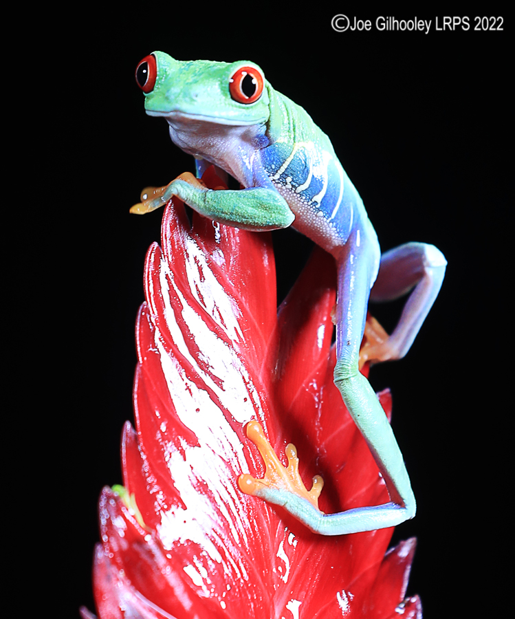 Red Eyed Frog