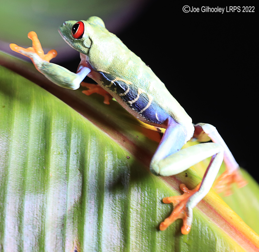Red Eyed Frog