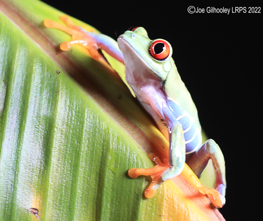 Red Eyed Frog