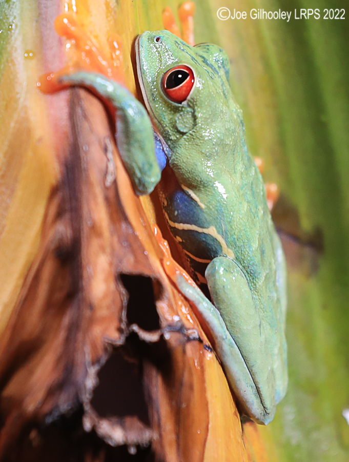 Red Eyed Frog