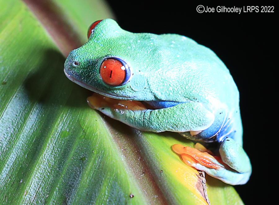Red Eyed Frog