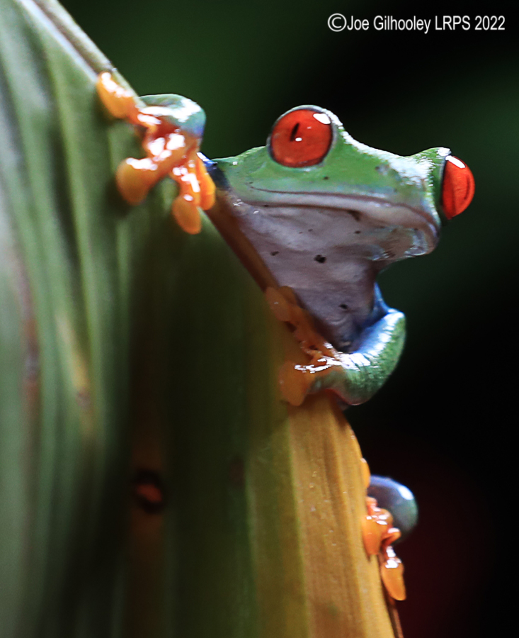 Red Eyed Frog