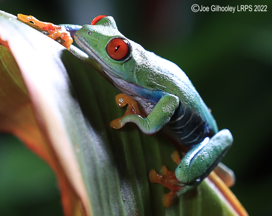 Red Eyed Frog