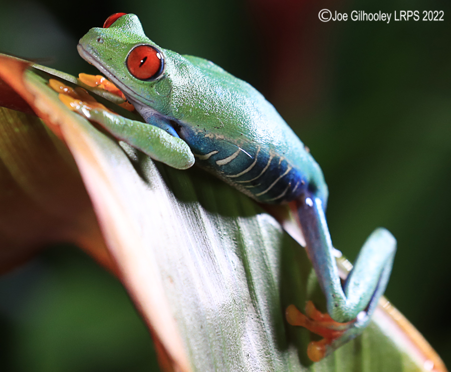 Red Eyed Frog