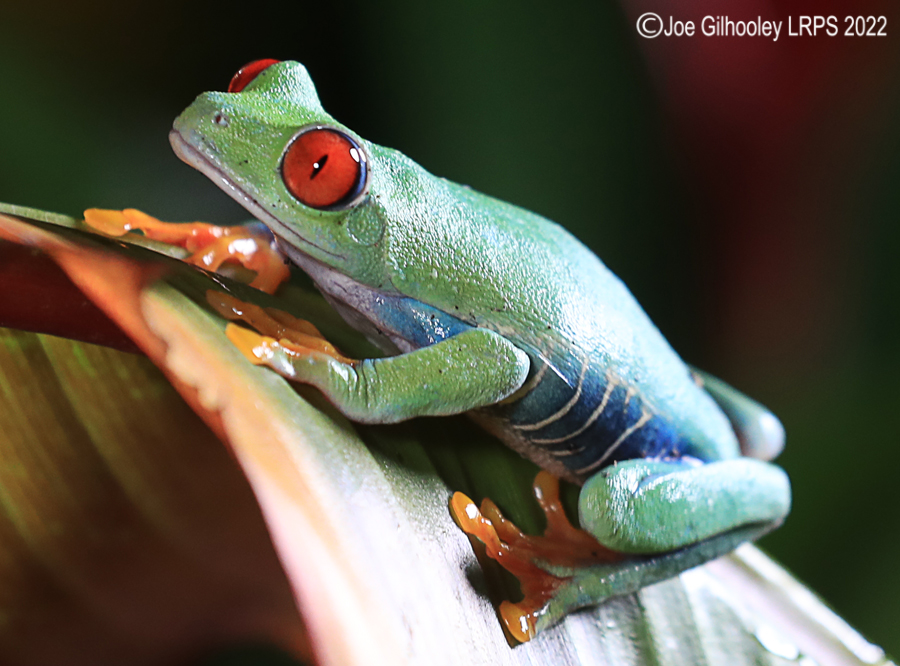 Red Eyed Frog