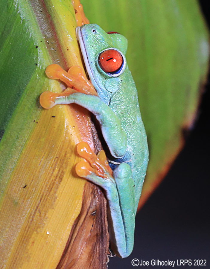 Red Eyed Frog