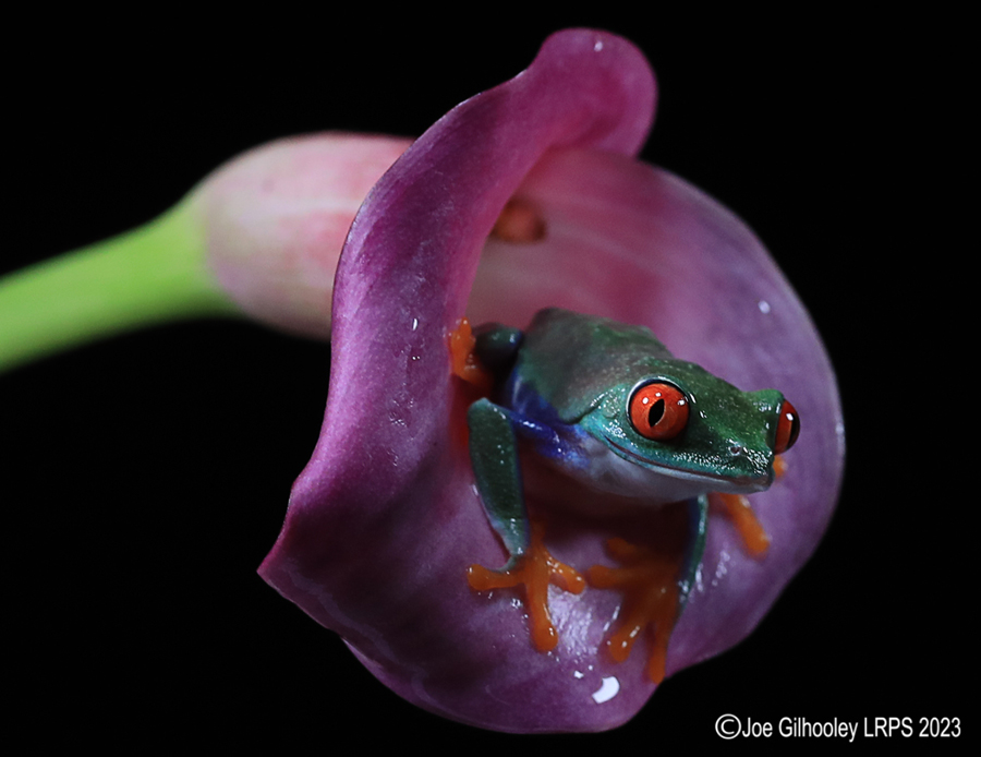 Red Eyed Tree Frog on a Flower