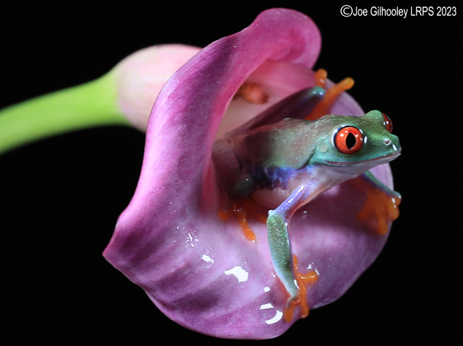 Red Eyed Tree Frog on a Flower