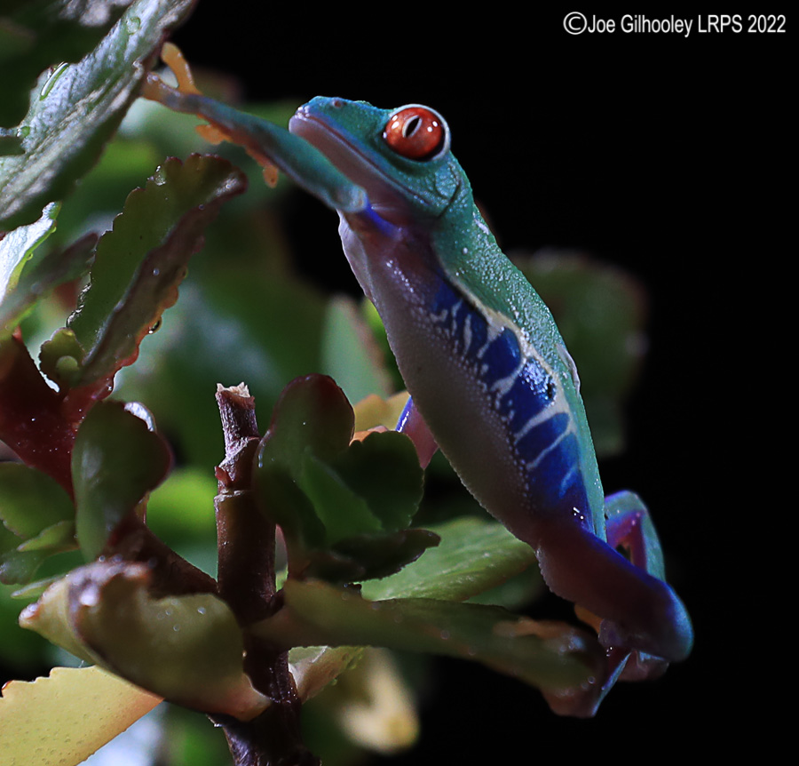 Red Eyed Frog