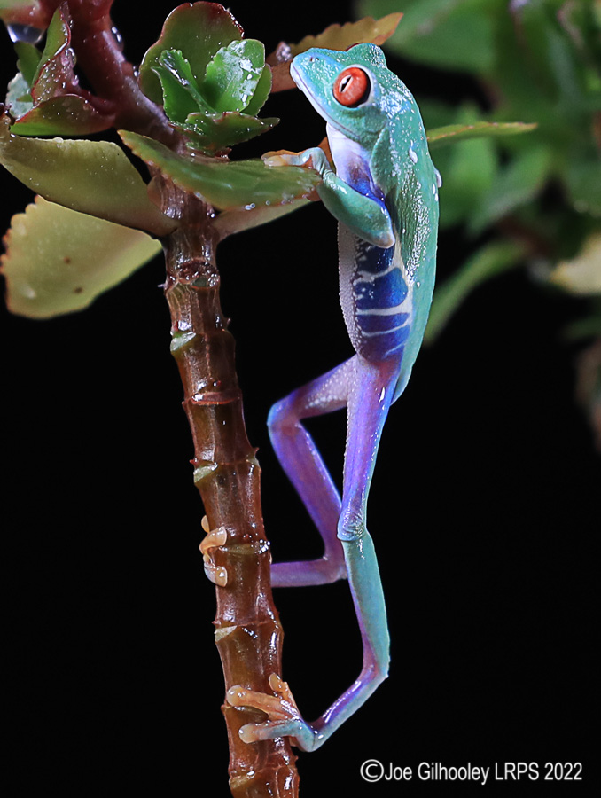 Red Eyed Frog