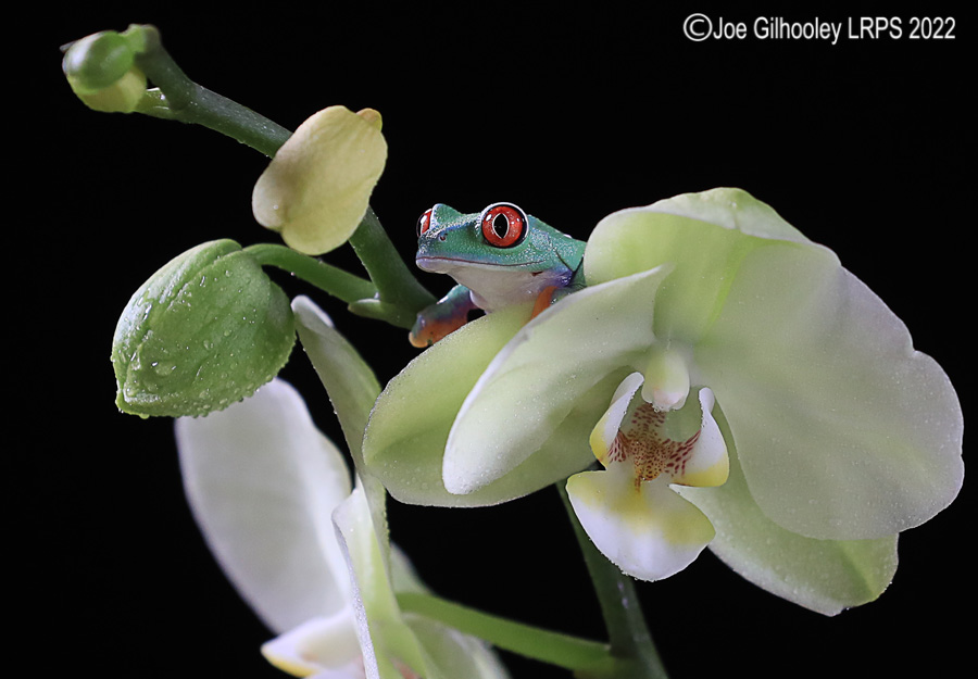 Red Eyed Frog