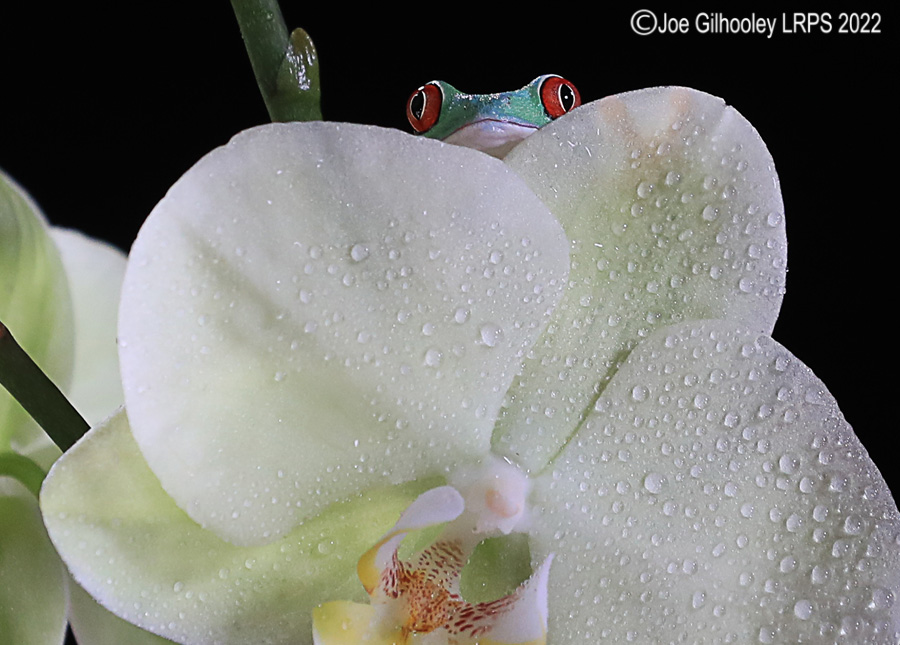 Red Eyed Frog