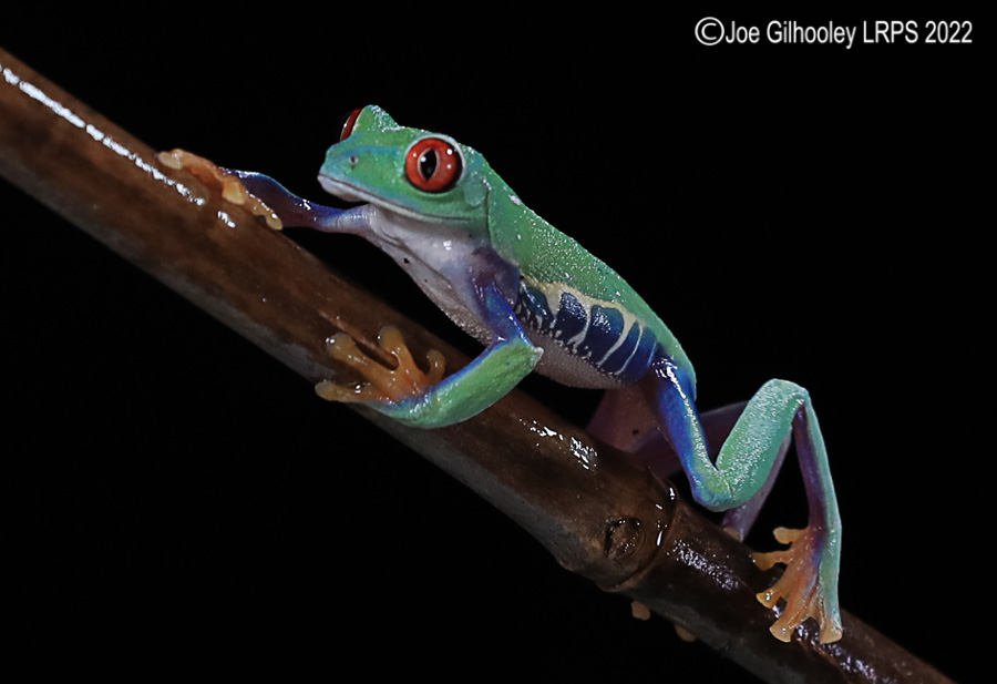 Red Eyed Frog