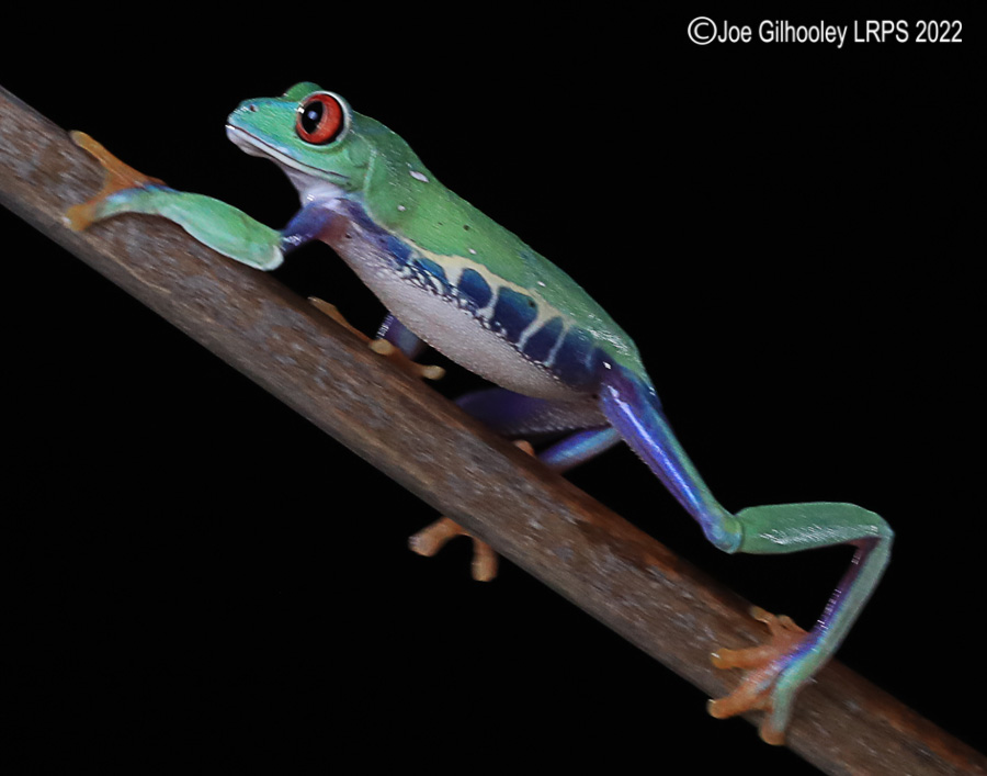 Red Eyed Frog
