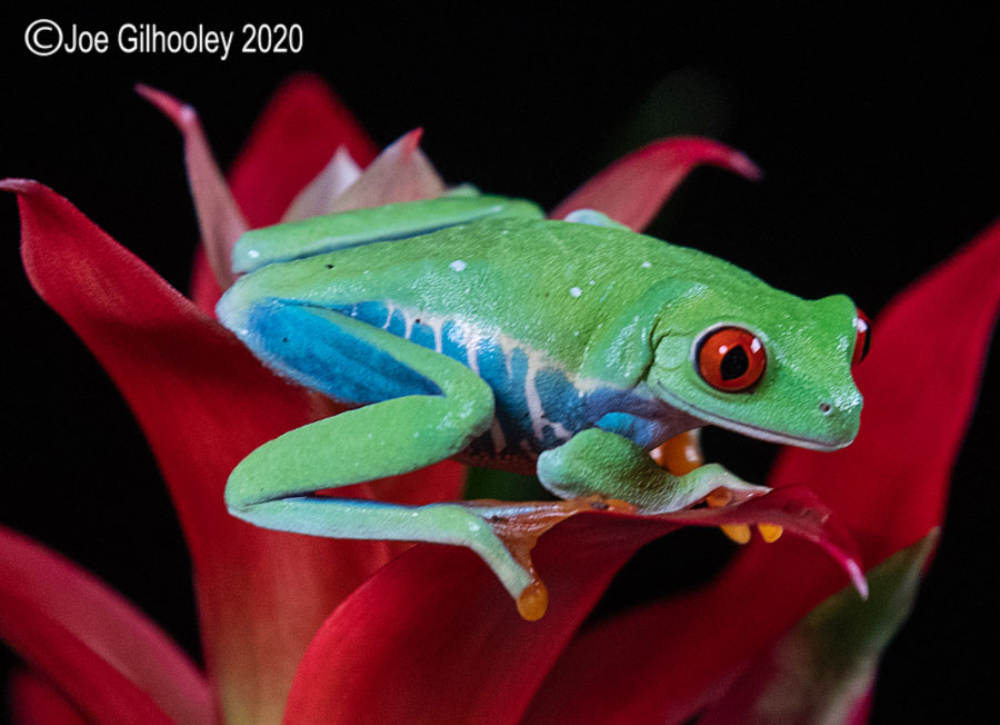 Red Eyed Frog