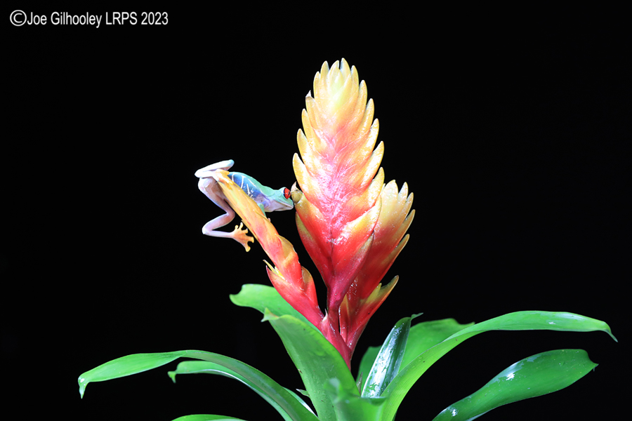 Red Eyed Tree Frog on a Plant Red Eyed Tree Frog on a Plant