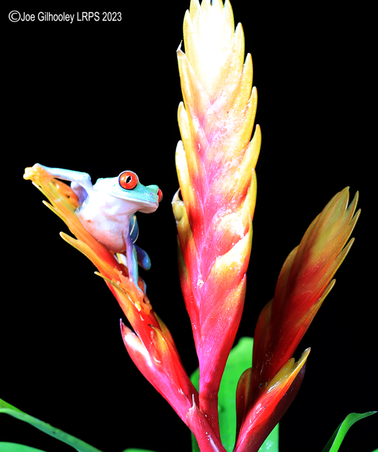Red Eyed Tree Frog on a Plant Red Eyed Tree Frog on a Plant