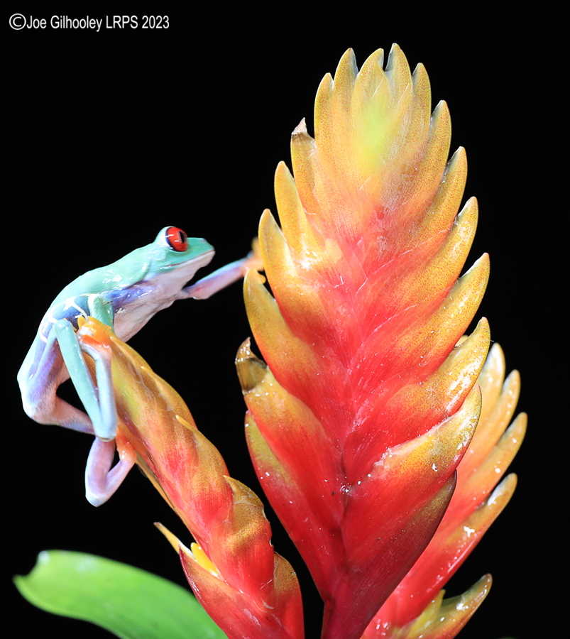 Red Eyed Tree Frog on a Plant Red Eyed Tree Frog on a Plant