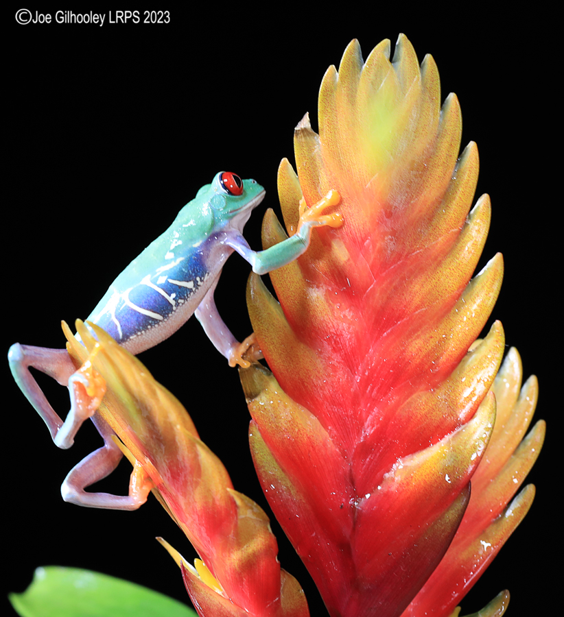 Red Eyed Tree Frog on a Plant Red Eyed Tree Frog on a Plant