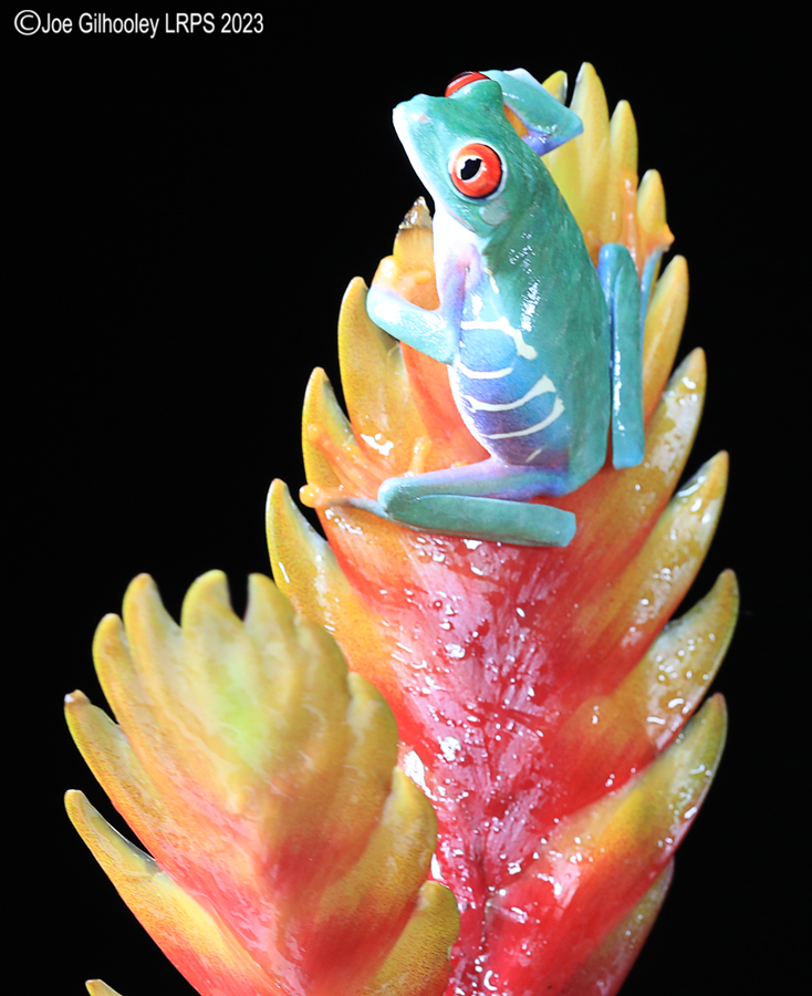 Red Eyed Tree Frog on a Plant Red Eyed Tree Frog on a Plant