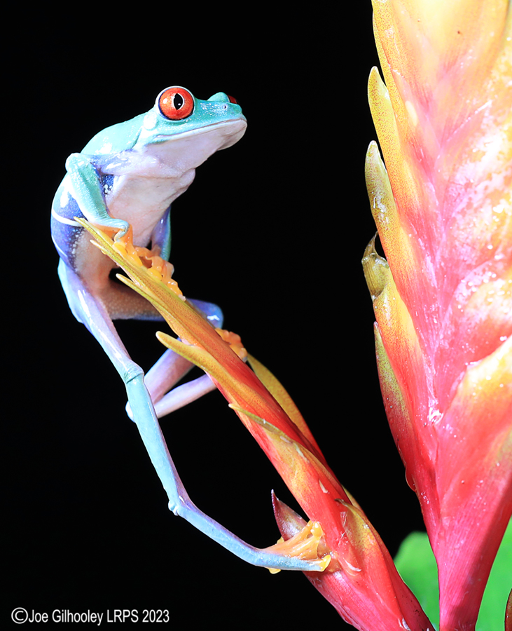Red Eyed Tree Frog on a Plant Red Eyed Tree Frog on a Plant