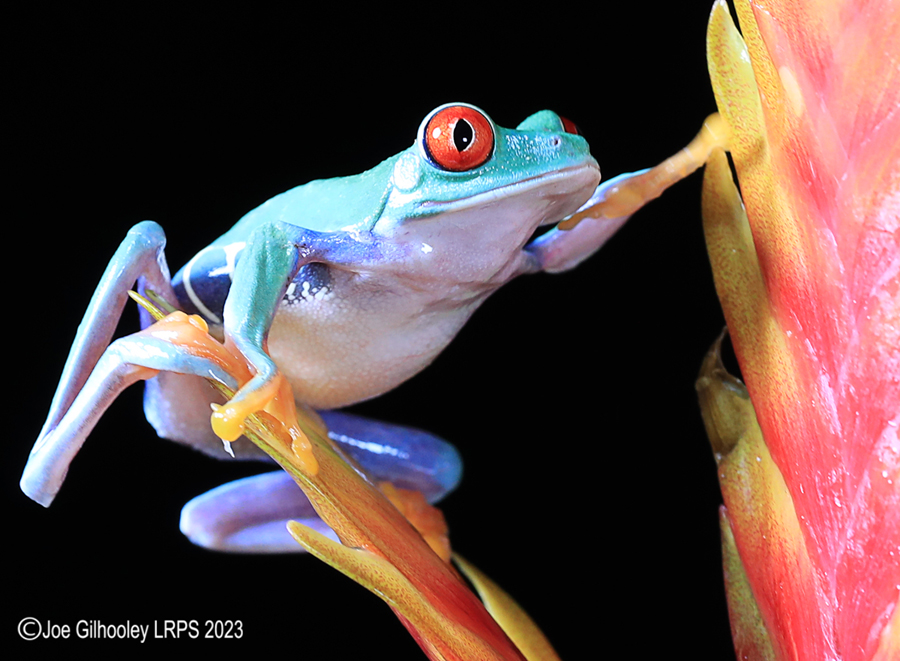 Red Eyed Tree Frog on a Plant Red Eyed Tree Frog on a Plant