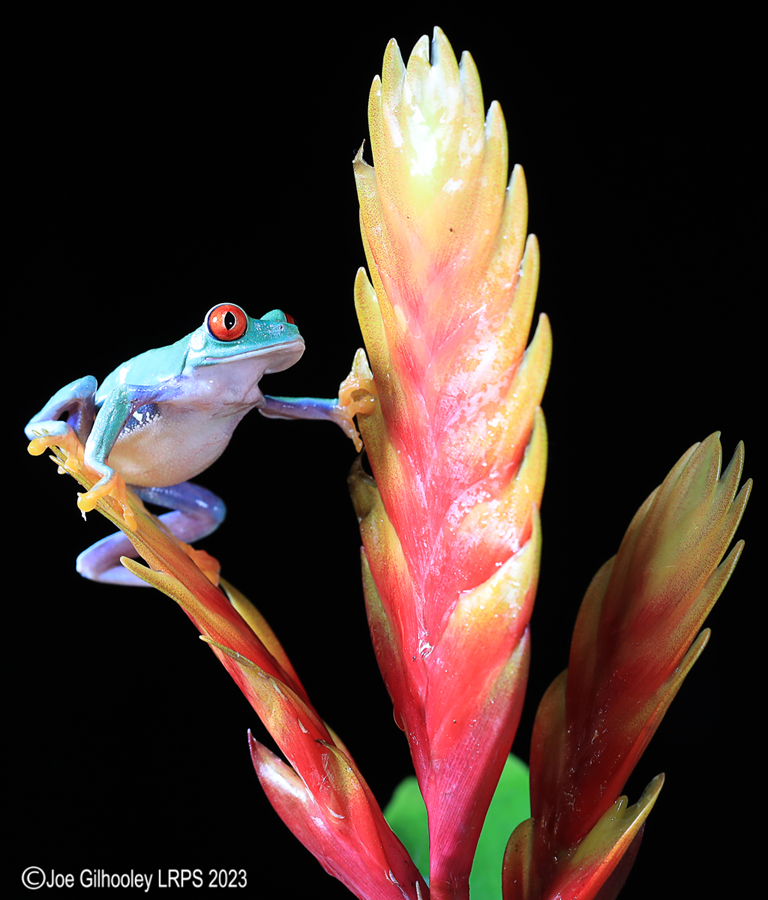 Red Eyed Tree Frog on a Plant Red Eyed Tree Frog on a Plant