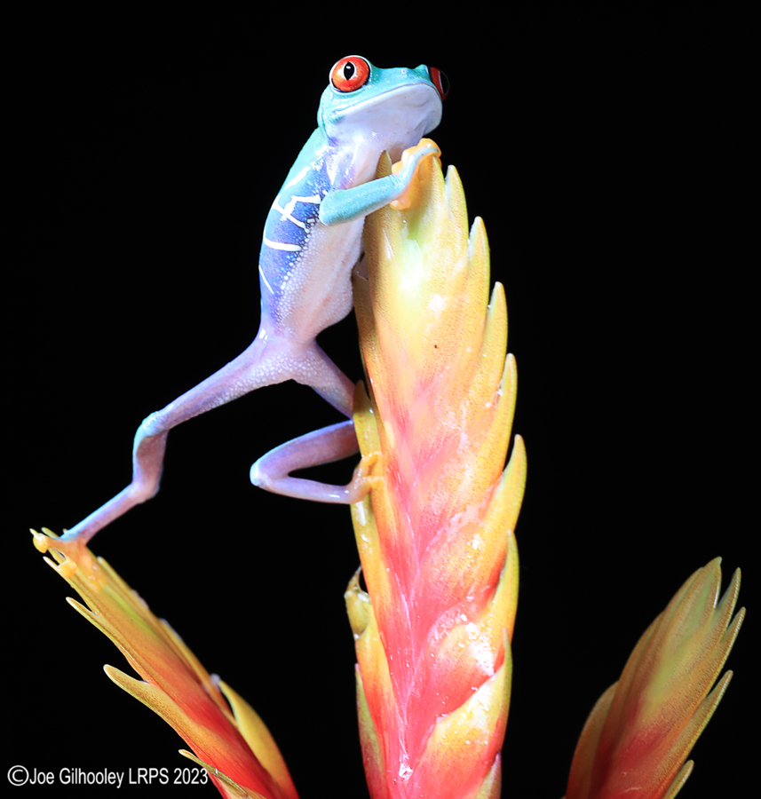Red Eyed Tree Frog on a Plant Red Eyed Tree Frog on a Plant
