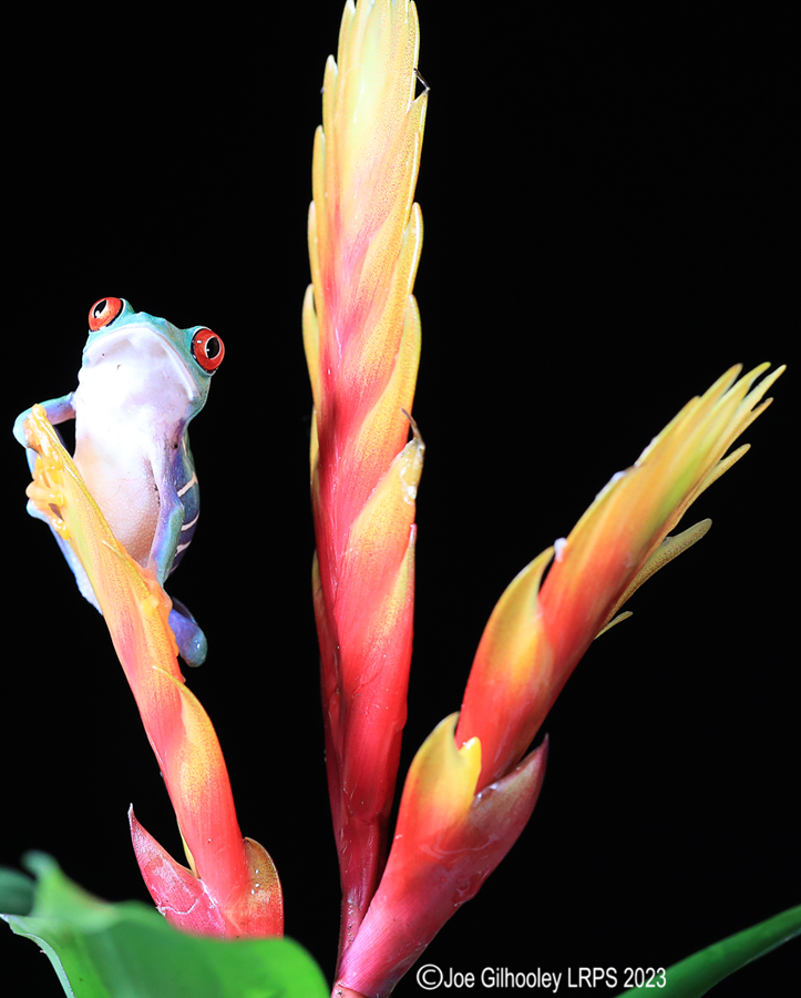 Red Eyed Tree Frog on a Plant Red Eyed Tree Frog on a Plant