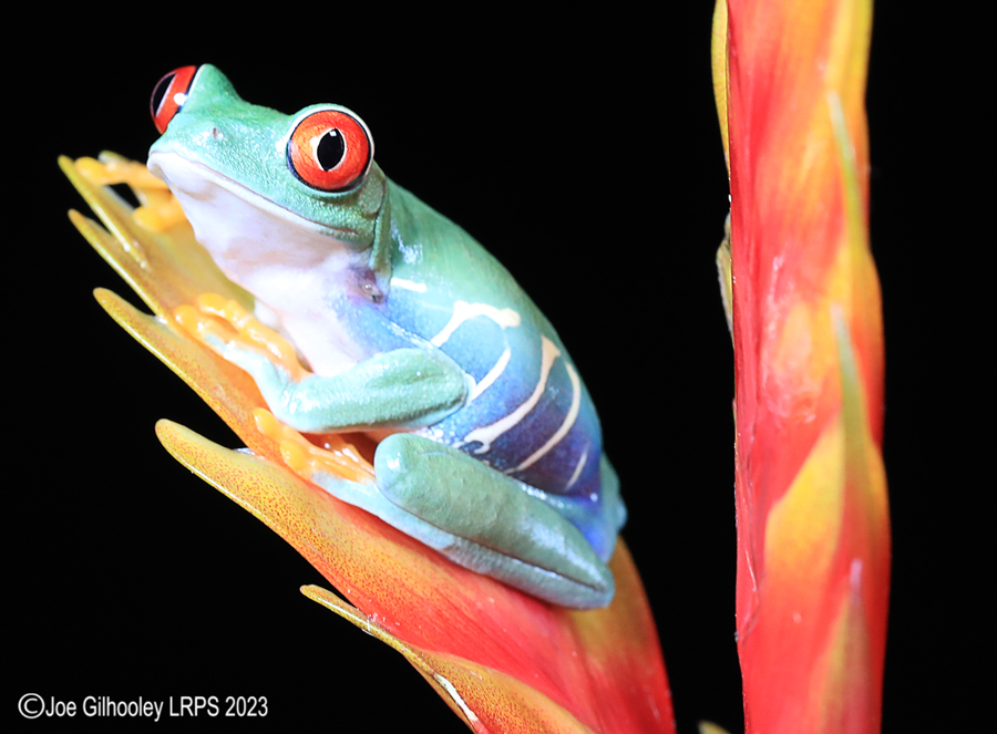 Red Eyed Tree Frog on a Plant Red Eyed Tree Frog on a Plant