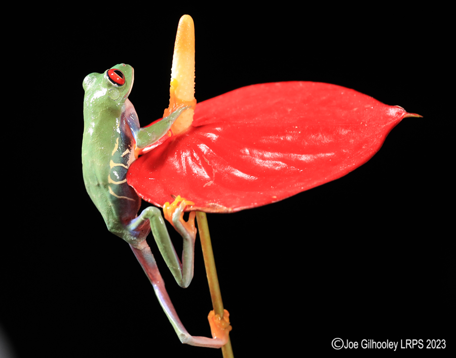 Red Eyed Tree Frog on a Plant Red Eyed Tree Frog on a Plant