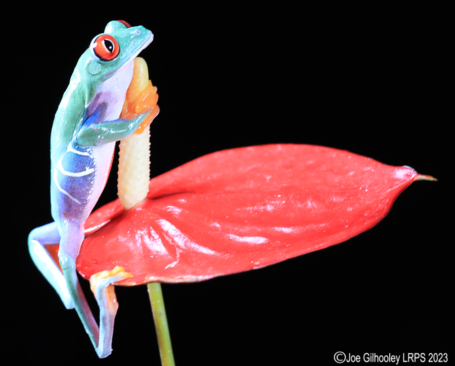 Red Eyed Tree Frog on a Plant Red Eyed Tree Frog on a Plant