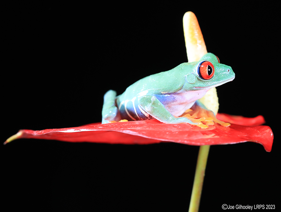 Red Eyed Tree Frog on a Plant Red Eyed Tree Frog on a Plant