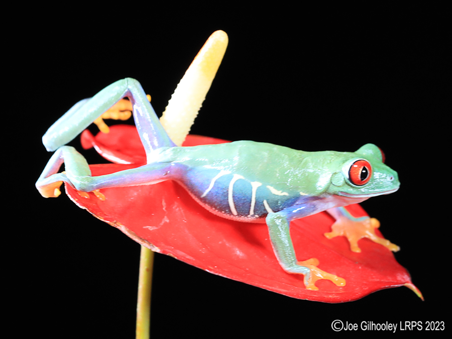 Red Eyed Tree Frog on a Plant Red Eyed Tree Frog on a Plant