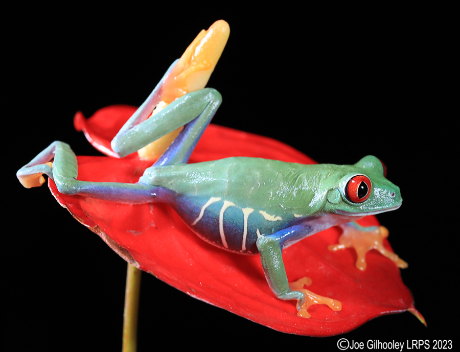 Red Eyed Tree Frog on a Plant Red Eyed Tree Frog on a Plant