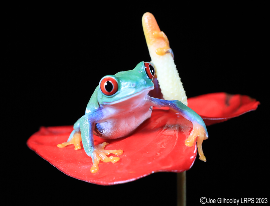 Red Eyed Tree Frog on a Plant Red Eyed Tree Frog on a Plant
