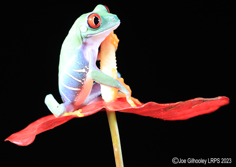 Red Eyed Tree Frog on a Plant Red Eyed Tree Frog on a Plant