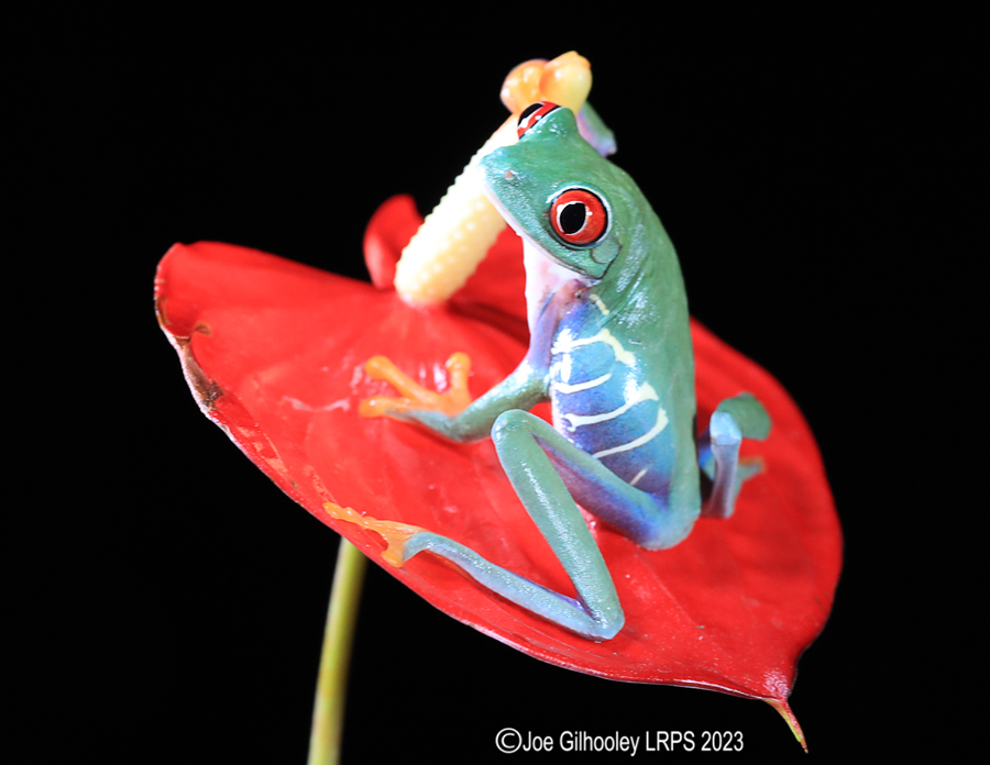 Red Eyed Tree Frog on a Plant Red Eyed Tree Frog on a Plant