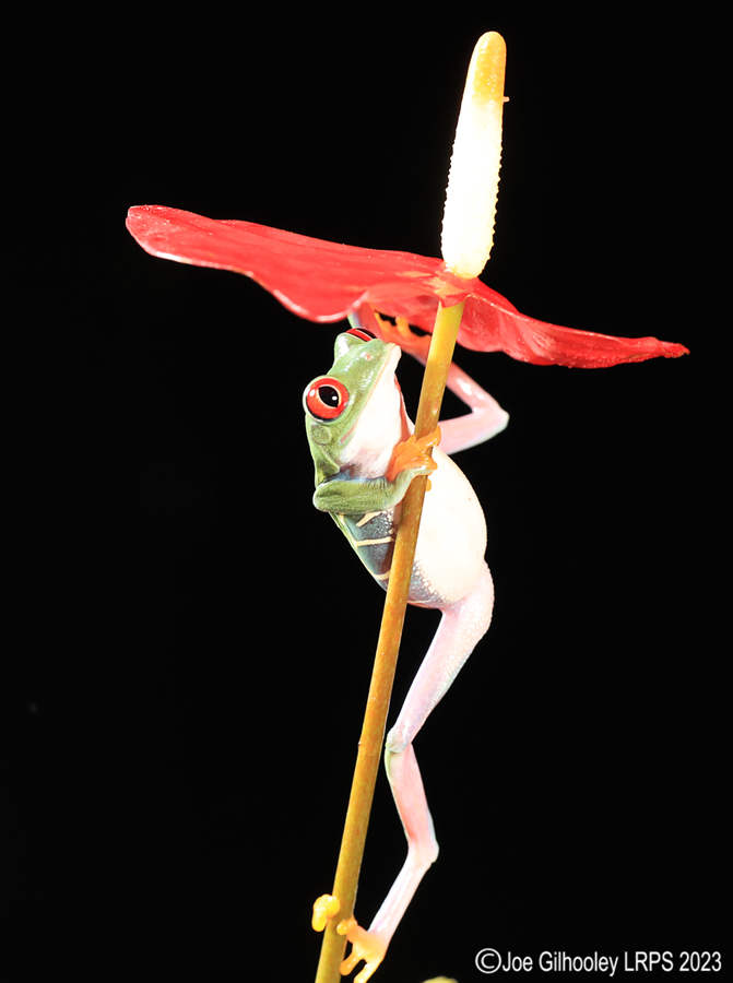 Red Eyed Tree Frog on a Plant Red Eyed Tree Frog on a Plant