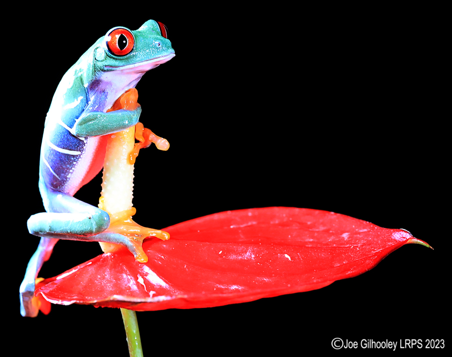 Red Eyed Tree Frog on a Plant Red Eyed Tree Frog on a Plant