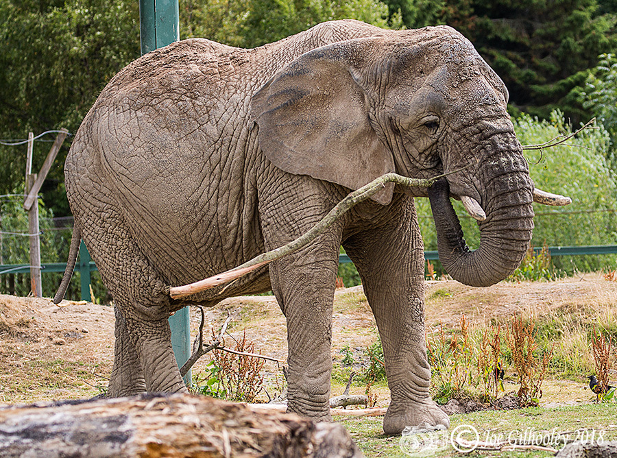 Blair Drummond Safari Park Blair Drummond Safari Park